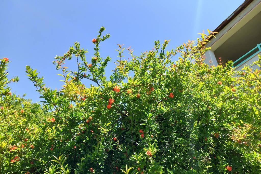 La Terrazza Sul Melograno - Holiday home Magomadas